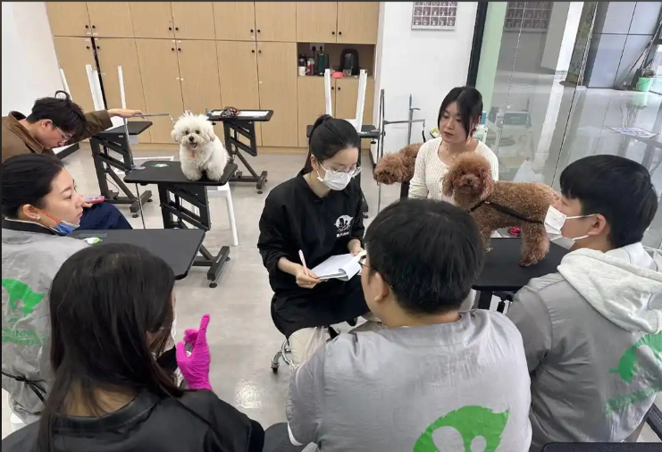 萍乡市宠物剪毛宠物美容培训学校 - 一站式服务